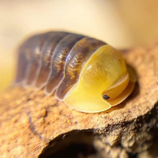 西瓜虫也能当宠物,观赏鼠妇的饲养_环境_湿度_什么