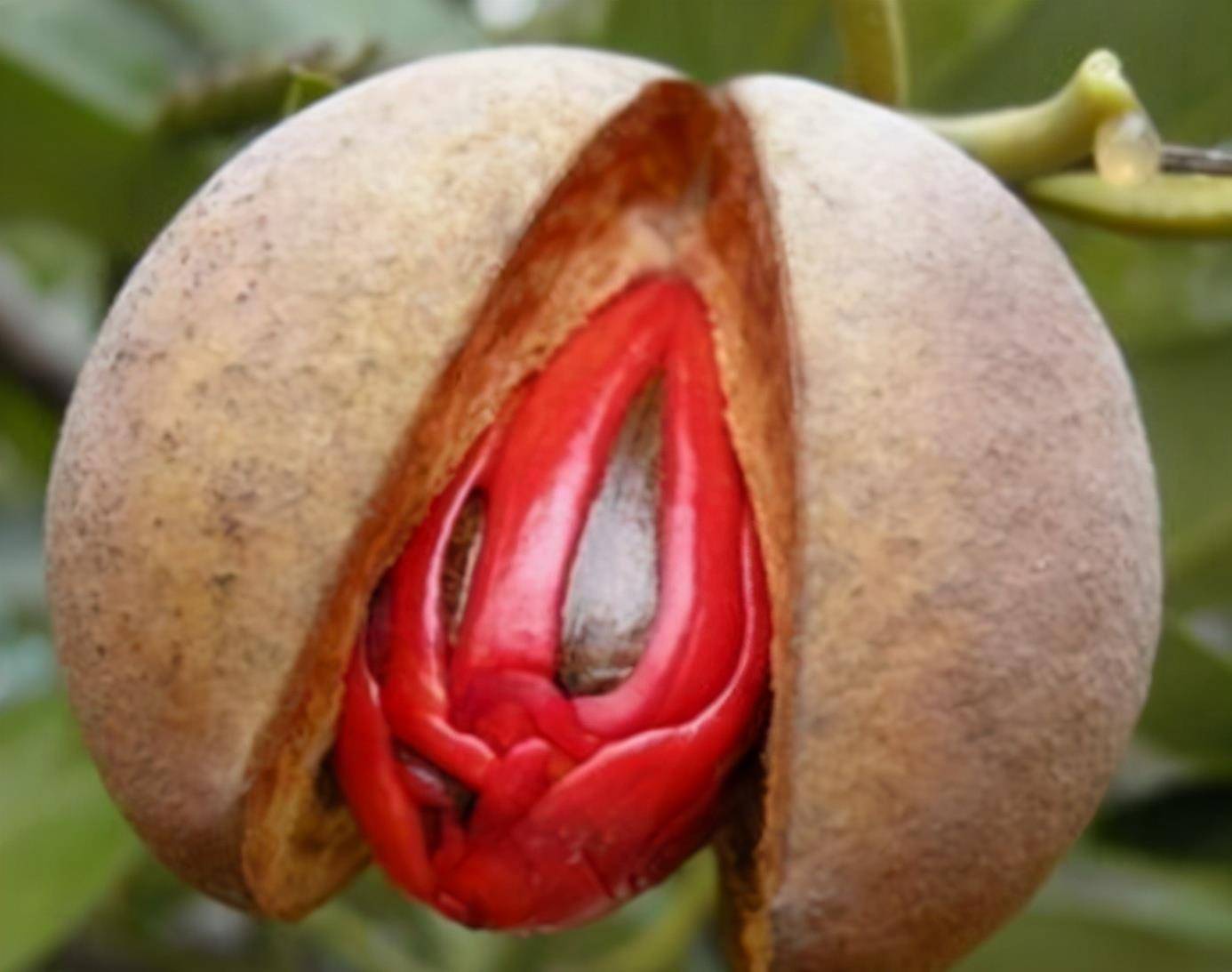 古代历史中,为何要将13岁少女称为豆蔻年华,豆蔻代表着什么?_杜牧_草