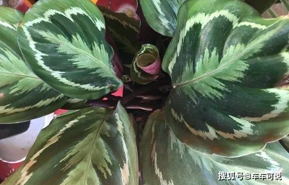 三伏后还有秋老虎,6种花不能乱晒,小心黄叶全死翘!_叶子_植株_要诀