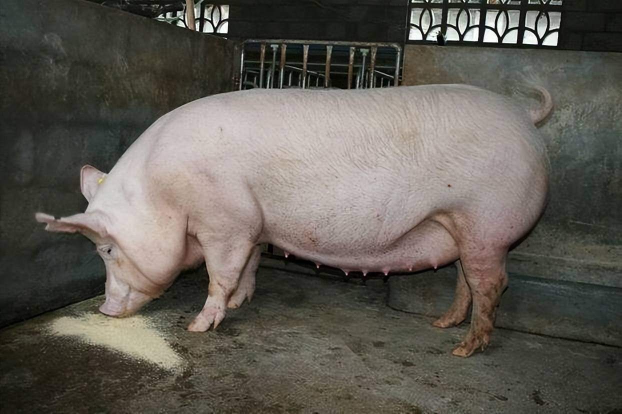 母猪怀孕一个月胎儿图图片