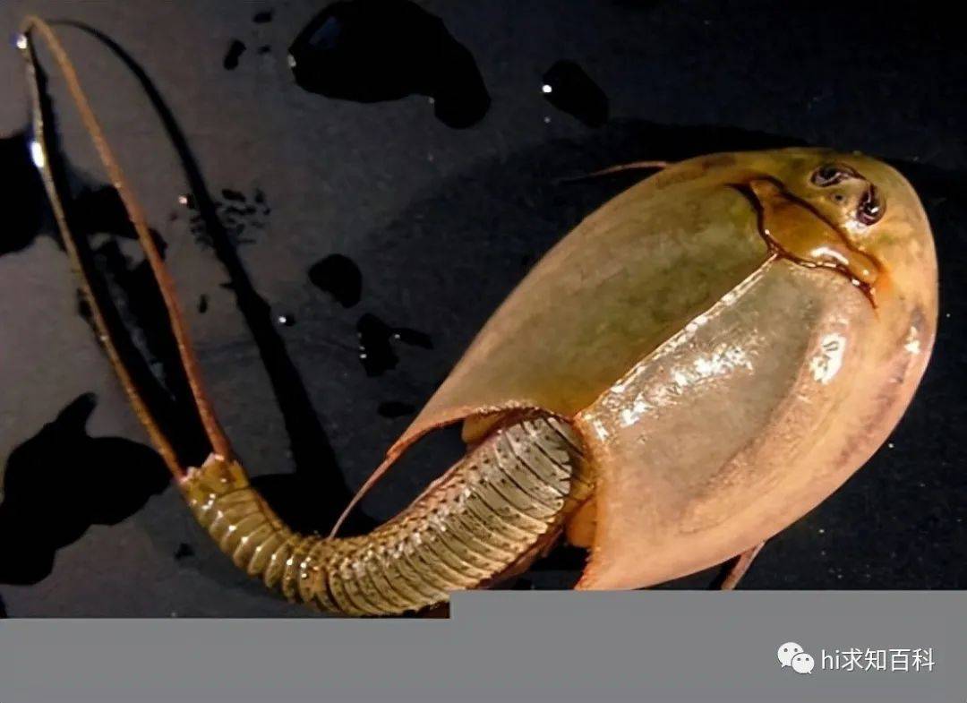 活化石三眼恐龙虾:3亿年生存史引发研究热潮!_生物_地球_环境