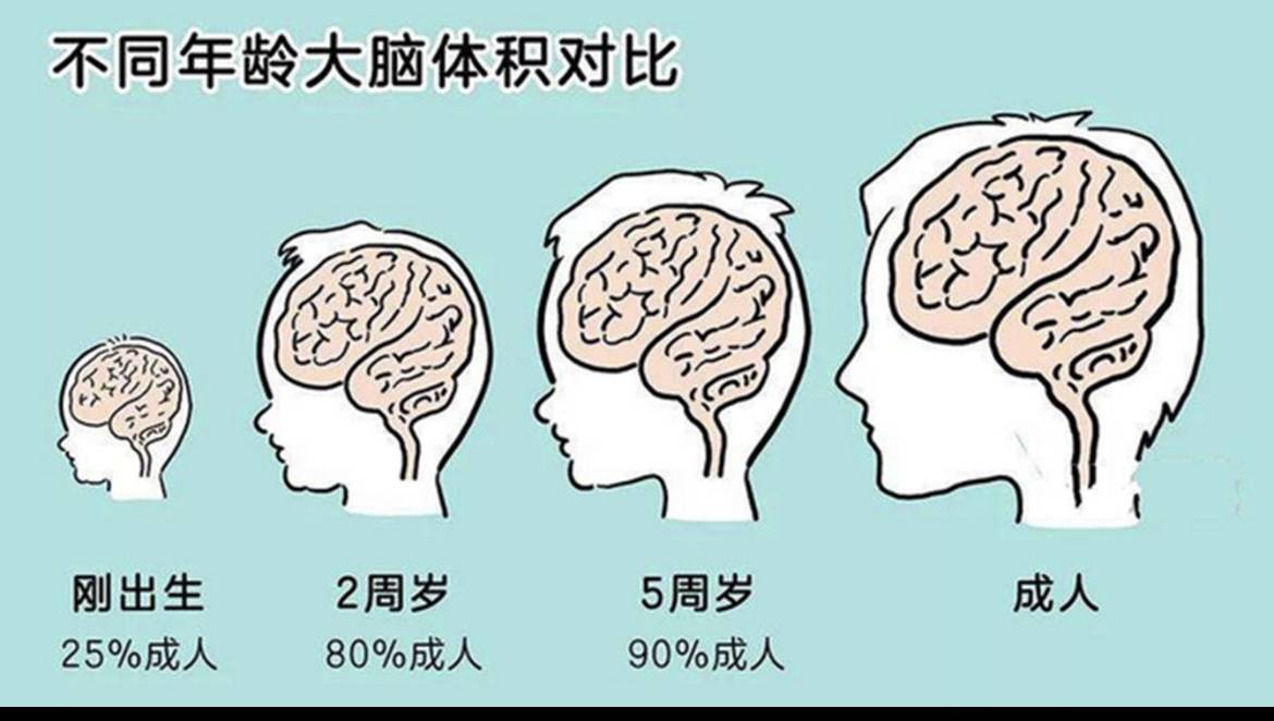 抓住大脑发育关键期,多做这件事,宝宝更聪明