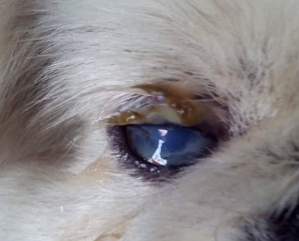 狗狗白内障和蓝眼病症状,病因有什么区别呢?