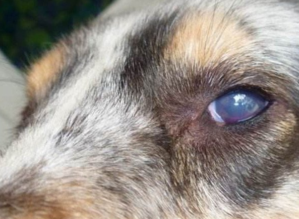 狗狗白内障和蓝眼病症状,病因有什么区别呢?