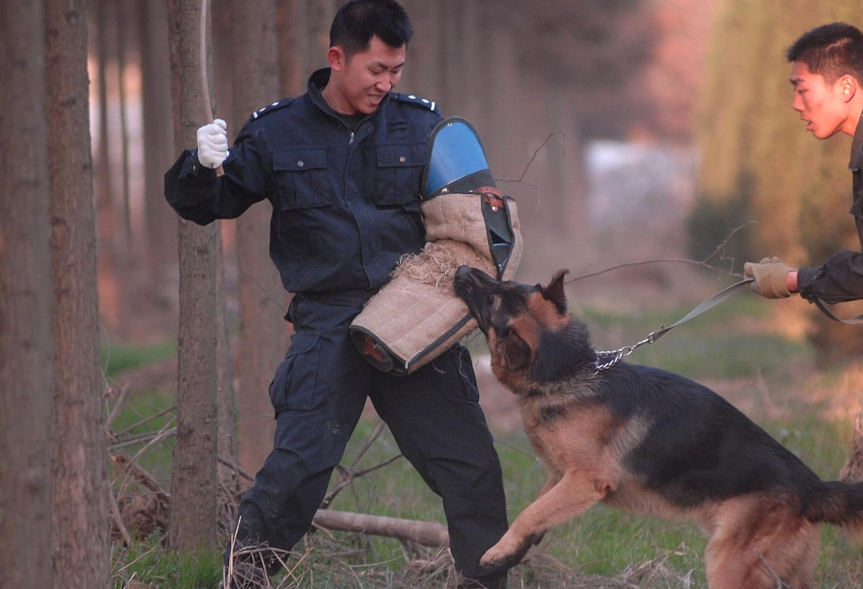 遇到女孩牵着狗礼貌的问答引热议 直接造成暴击 恶犬伤人