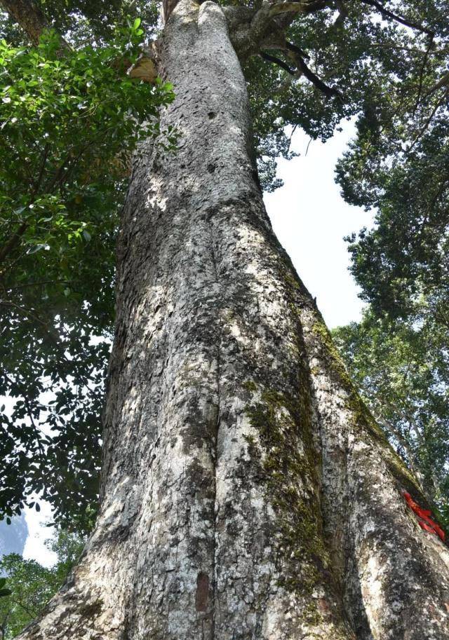 有一棵樹齡高達2300多年的蜆木王