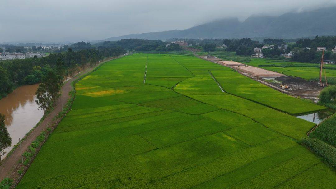 牛栏江镇:乡愁乡恋新希望 "稻"这里来_大米_海村_村民