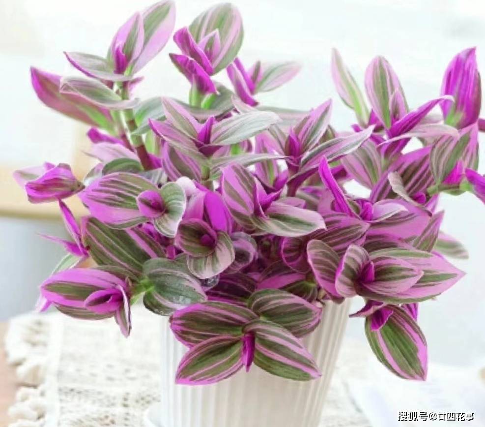 家养油画吊兰,5件事做到位,颜色鲜艳,长势旺盛_修剪_光照_养护