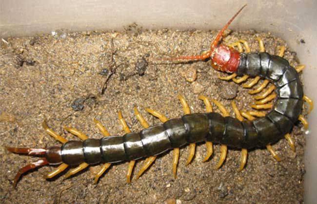 湖北随州年丰百足之虫致富之路:揭秘蜈蚣养殖的奇迹_食物_保健品_对市