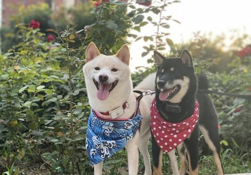 越多人喜歡柴犬，中華田園犬越尷尬，為何田園犬會輸？