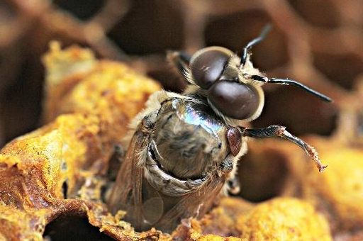 为什么意蜂蜂螨严重?