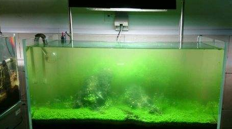 高温天气所致,可以这样处理鱼缸_硝化细菌_办法_水温