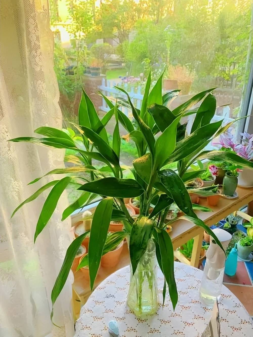适合新手花友种植的6种花,家里采光不好,照样生机勃勃长得旺_花卉