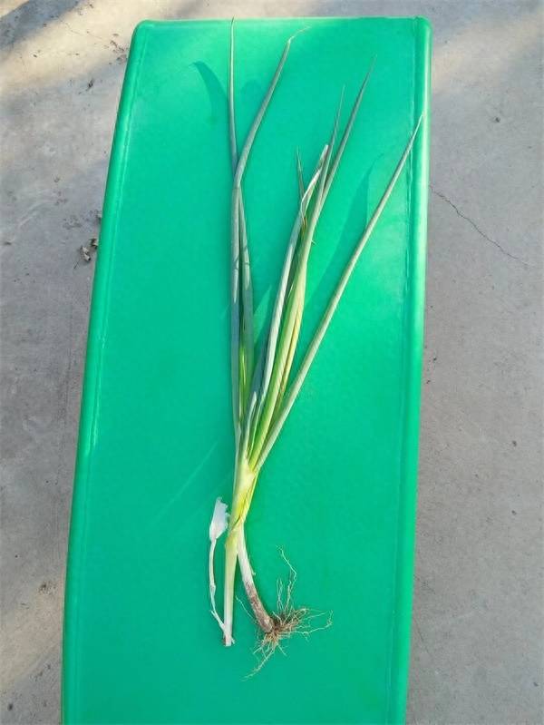 旱地拔葱〈外一篇〉_武术_招式_小时