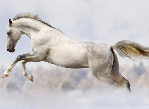 前线缴获一匹白色战马,司令员勃然变色:派一个师去找马主人_贺炳炎