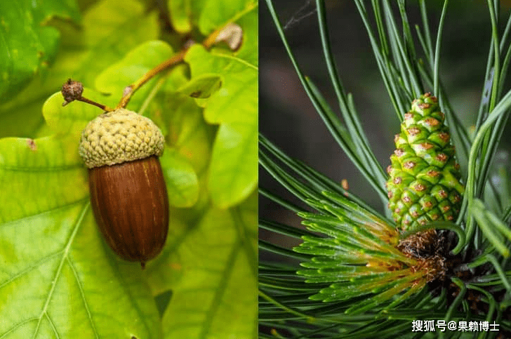 原创            松树是裸子植物吗？裸子植物和被子植物有什么区别？