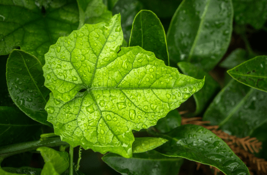 原创            寒露节气的特点和风俗