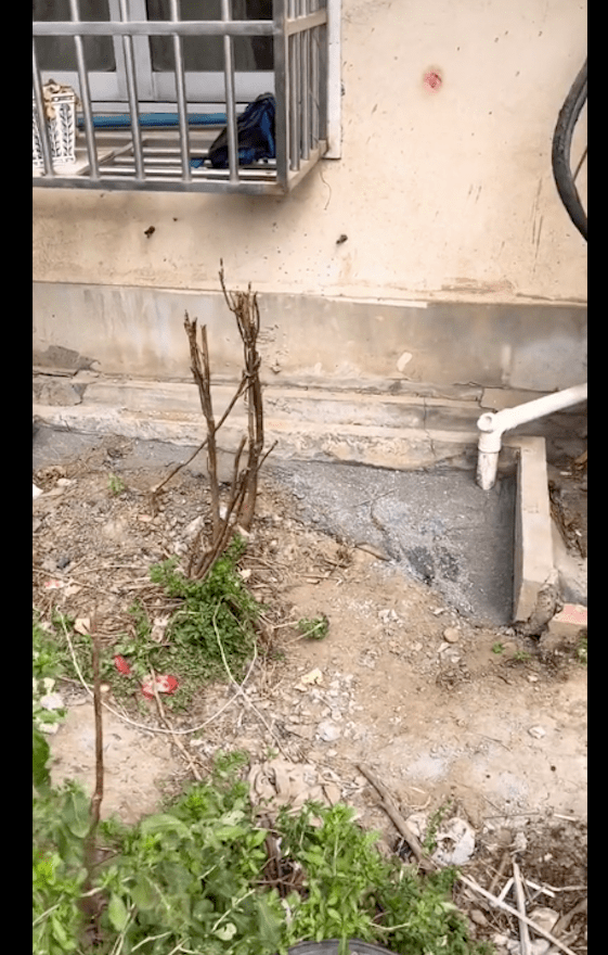流浪狗妈赌上性命求助宝妈,好心喂养却遭住户举报,叫来城管抓它 流浪狗妈赌上性命求助宝妈,好心喂养却遭住户举报,叫来城管抓它