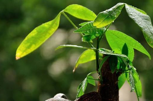 发财树发芽技巧,就是这么简单实用!_家谱_叶子_植物