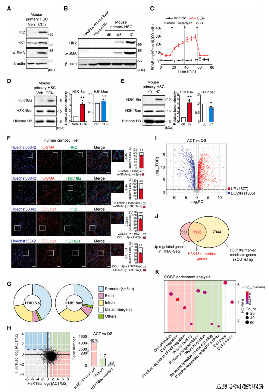 研究进一步使用小鼠肝纤维化模型研究了hsc激活与乳酸的关联,结果发现
