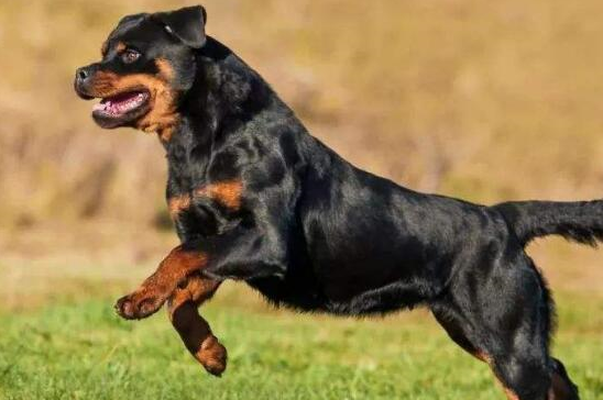 世界最名贵的狗大家知道多少?其中有一只是最古老的狗!