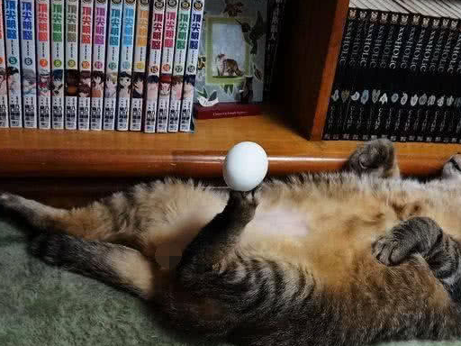 猫咪睡醒看到爪上一颗蛋，瞬间懵了：铲屎官你又给我弄什么玩意儿 