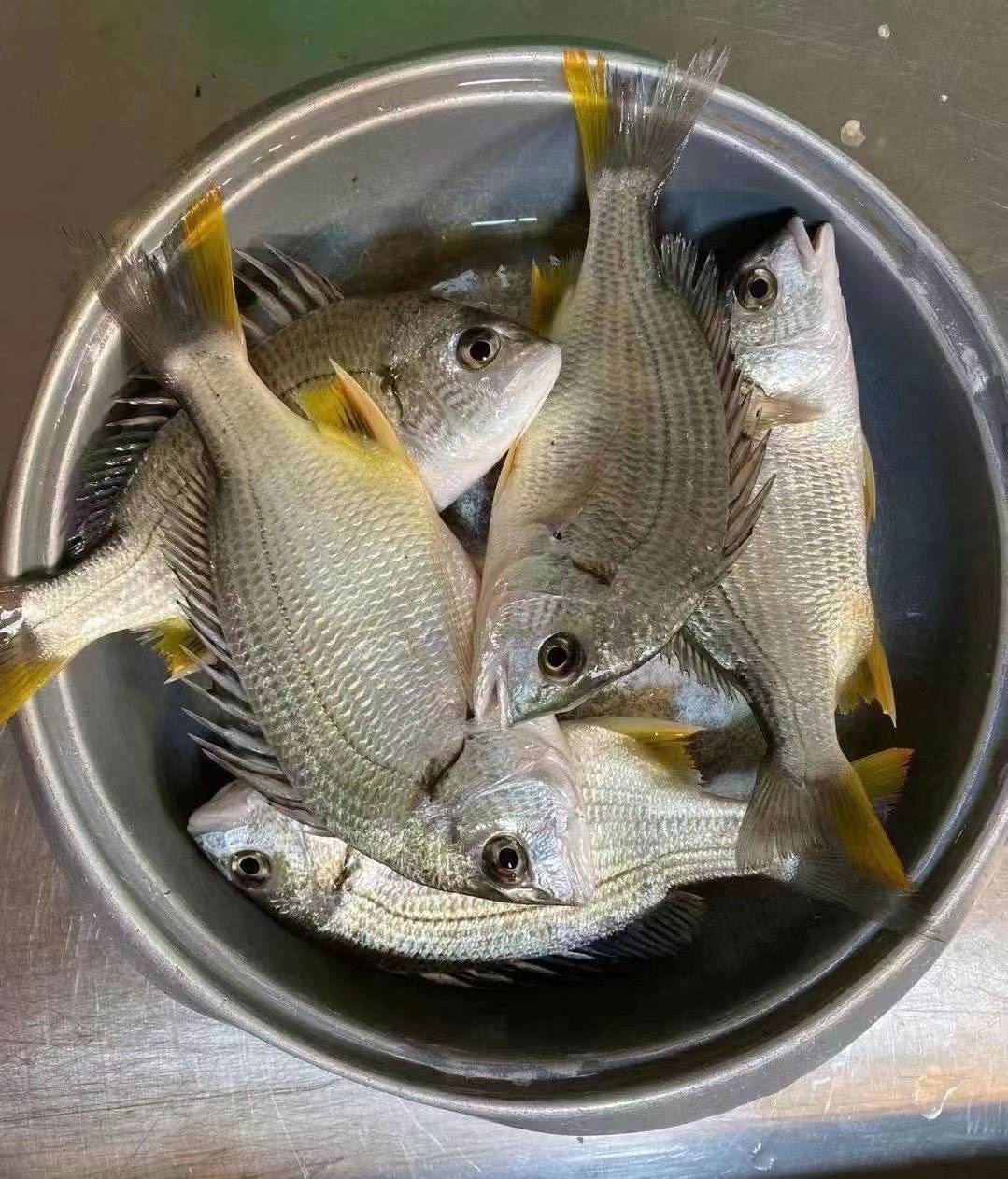 东山岛野生黄翅鱼与普通养殖黄翅鱼的区别,你了解吗?