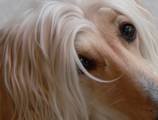 怎样饲养阿富汗猎犬,你知道吗?快来看看吧_狗狗_食物_过程