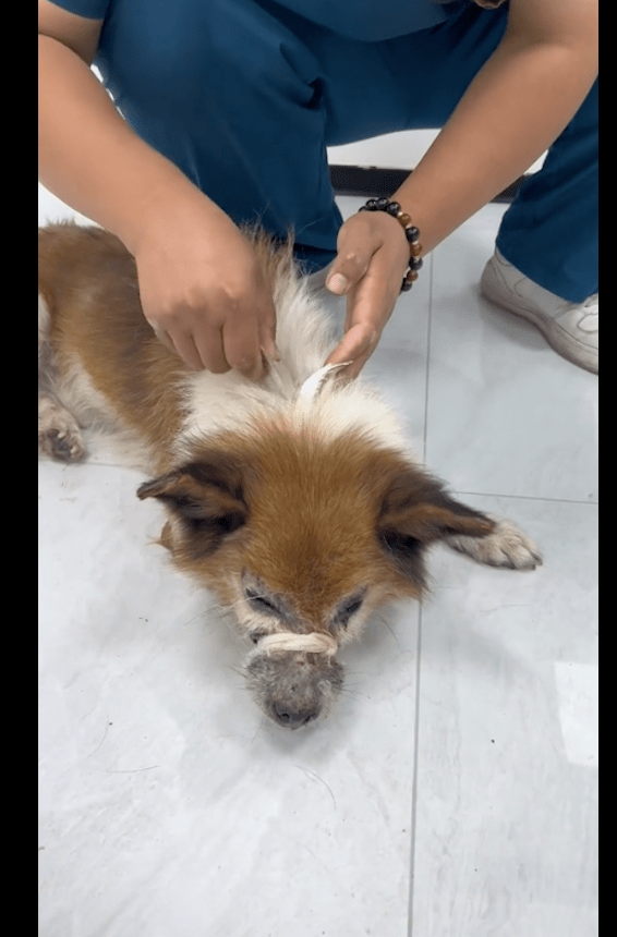 老狗离开家准备自行了断，途中遭遇车祸，被送去医院却拒绝治疗！