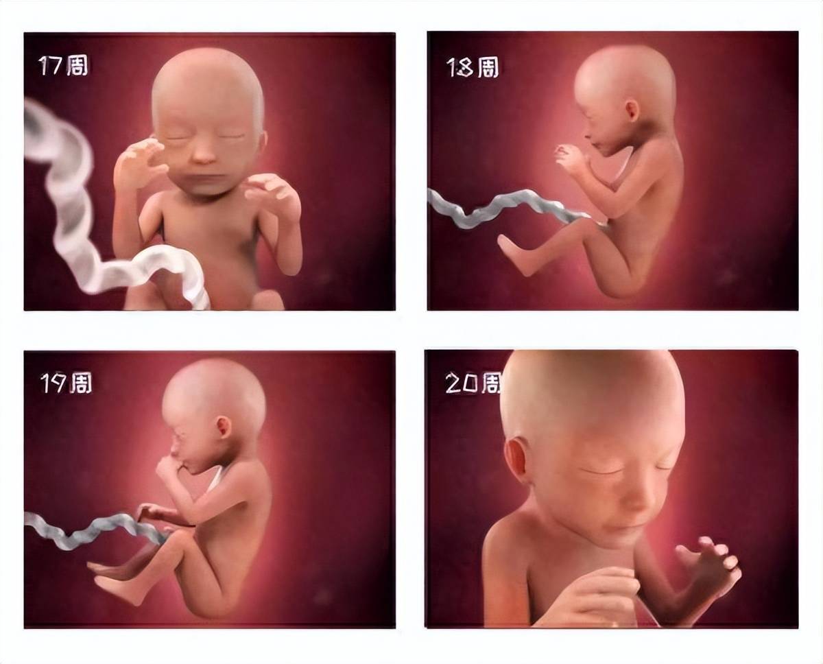 从受精卵到新生儿,40周胎宝宝每周都有啥变化？