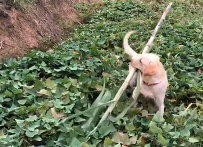 带拉布拉多回老家生活了2天，死活不愿意走