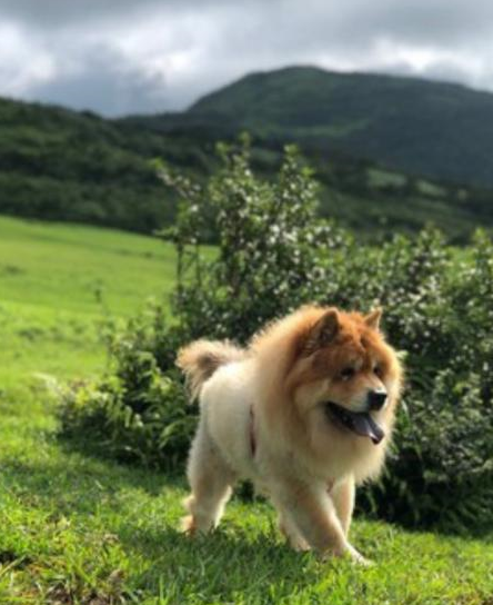 十三岁松狮爬山耍赖,装病要爸爸抱着上去 十三岁松狮爬山耍赖,装病要爸爸抱着上去