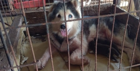 名贵猫狗当猪养,狗场堪比猪圈,网友:这还是人吗? 名贵猫狗当猪养,狗场堪比猪圈,网友:这还是人吗?