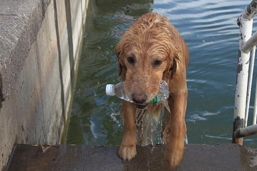 南京神犬“小七”火了：捡了一部手机，救了一条人命 