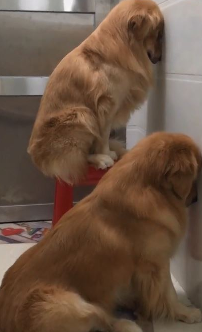 金毛犬被罚坐尿盆面壁露无辜脸 网友见身后“尸体堆”爆笑 金毛犬被罚坐尿盆面壁露无辜脸 网友见身后“尸体堆”爆笑