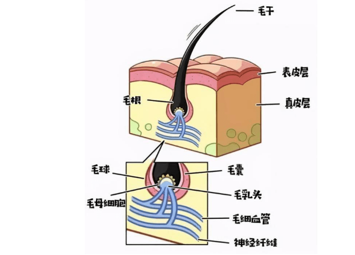一,头发的结构是怎样的?