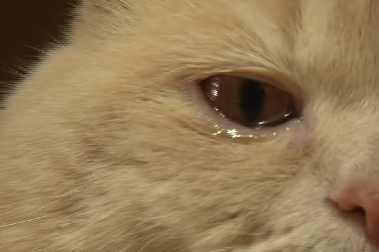 网友养一只“禁欲”系猫咪,排斥一切异性猫追求,很多都被凶哭! 网友养一只“禁欲”系猫咪,排斥一切异性猫追求,很多都被凶哭!