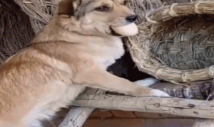 狗狗偷鸡蛋被当场抓获，还死不承认：我只是看它着凉了 