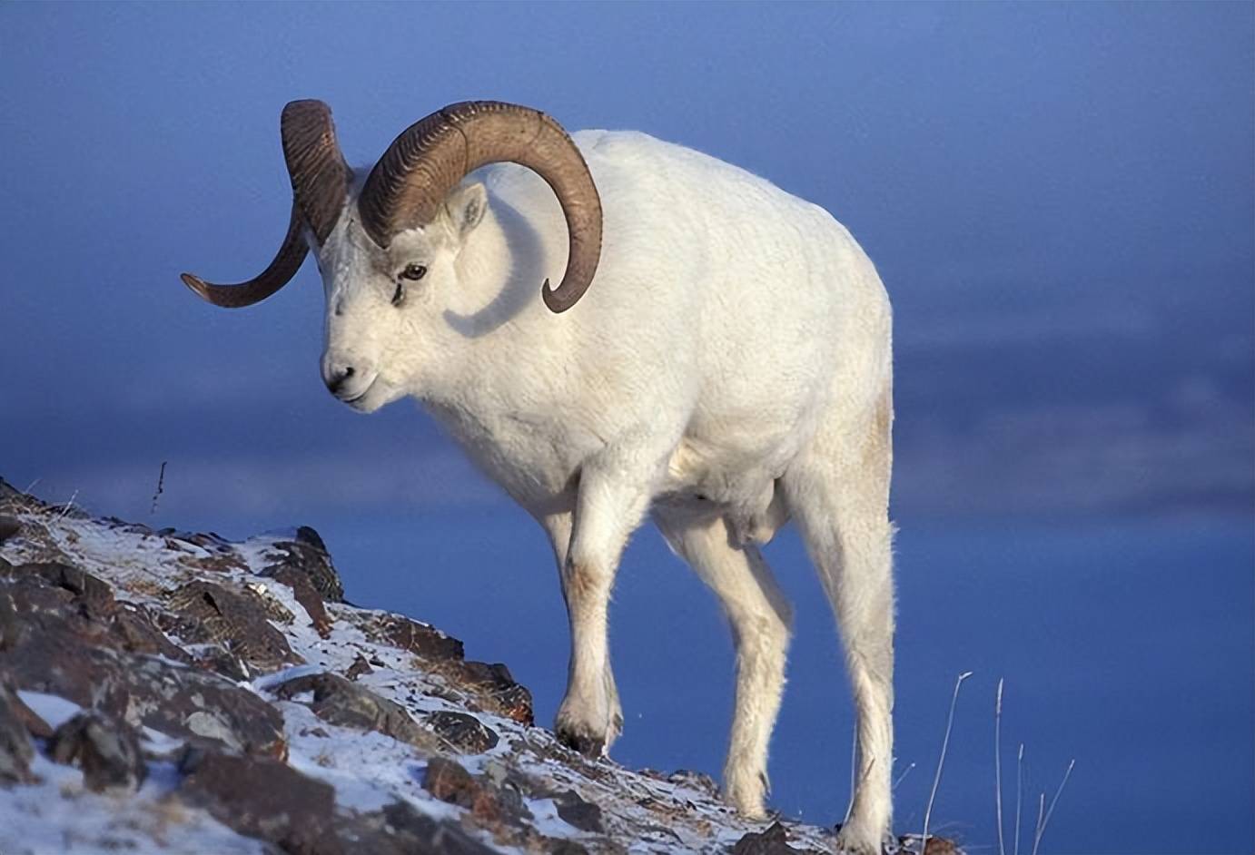 公羊不爬跨的原因,这里为你总结好了!_性欲_时候_行为