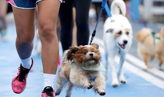 男童被狗咬狂犬病发作学狗叫?网友:漫威电影了解一下…… 男童被狗咬狂犬病发作学狗叫?网友:漫威电影了解一下……