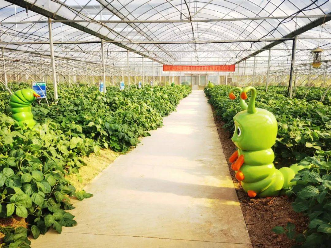 江苏最重口味的美食,外地人下不了嘴,本地人视若珍馐_豆丹_灌云县