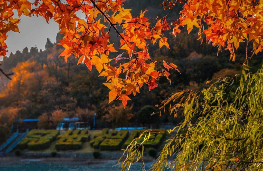 秋天,一定要去趟峄城青檀寺!_秋色_色彩_峡谷