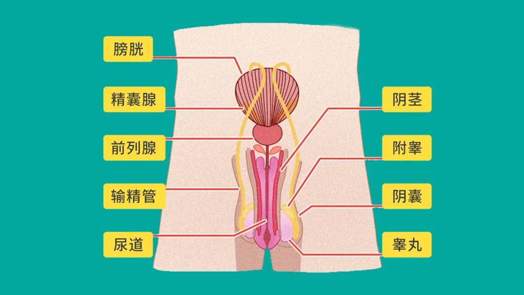 全国男性丁丁图片