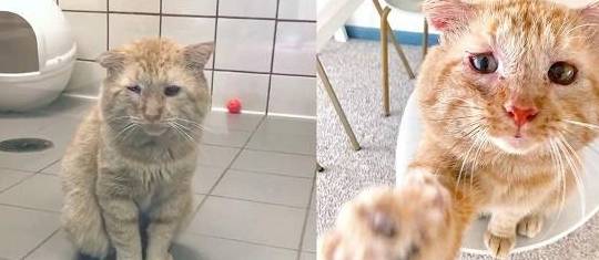 房东禁止养猫,她于是将猫咪照片发出去,猫咪的颜值让房东秒妥协 房东禁止养猫,她于是将猫咪照片发出去,猫咪的颜值让房东秒妥协