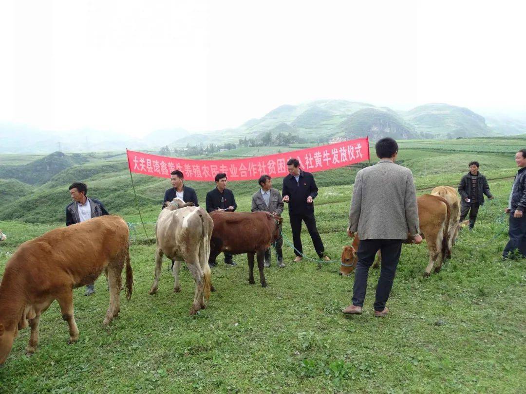 丁琪: 写好"牛文章" ,当好"牛书记"_养殖_琦鑫_黄牛