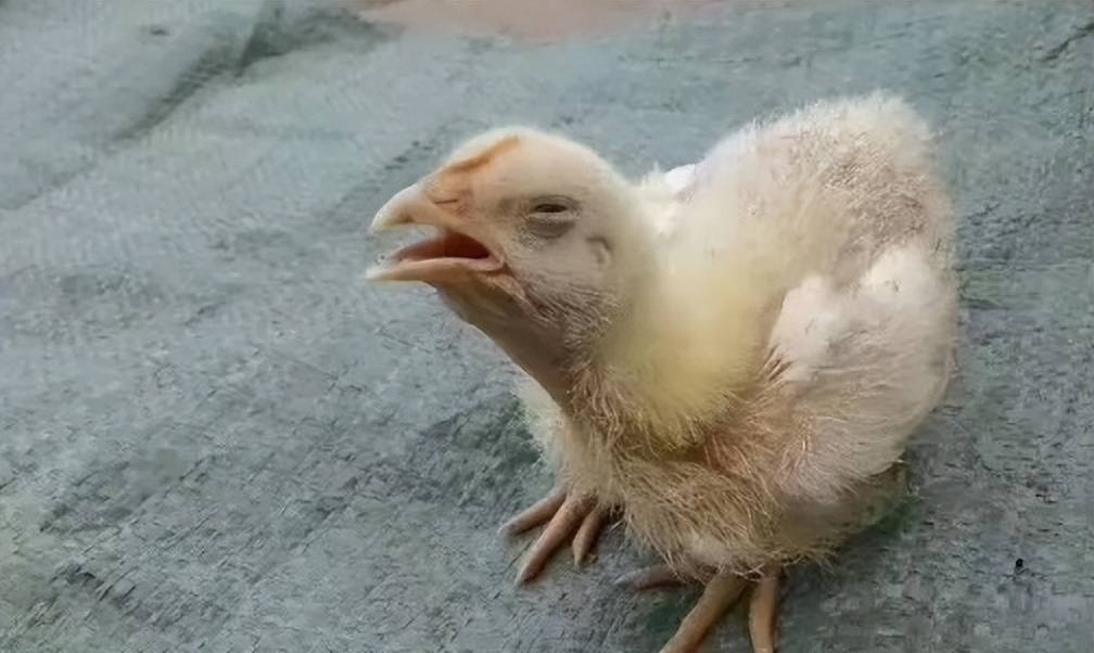 小鸡发热还喘吃什么药?看完就明白了_症状_原因_疾病