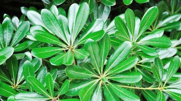 又观花又观果,这么美丽的海桐盆景,养护起来这么简单!_修剪_温度_开花