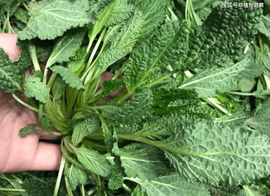 荔枝草,又稱癩蛤蟆草,葉片麻麻賴賴,有3大作用,農民要了解!