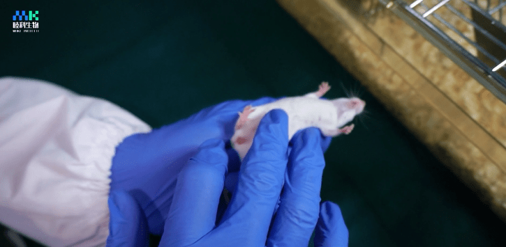 小白鼠腹腔注射方法图片