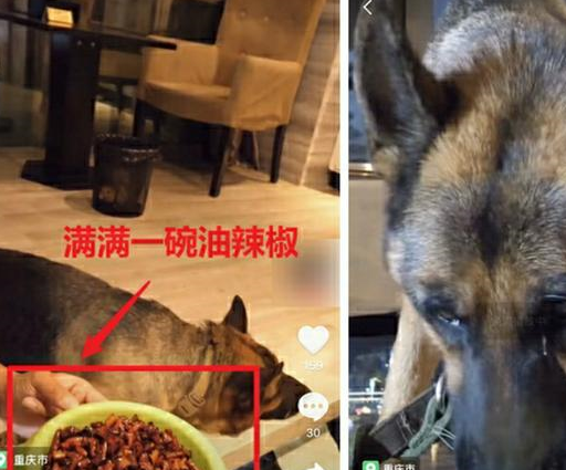 做不了吃播怎么办?宠物被迫营业:逼狗吃3斤牛心,喝辣椒流泪 做不了吃播怎么办?宠物被迫营业:逼狗吃3斤牛心,喝辣椒流泪